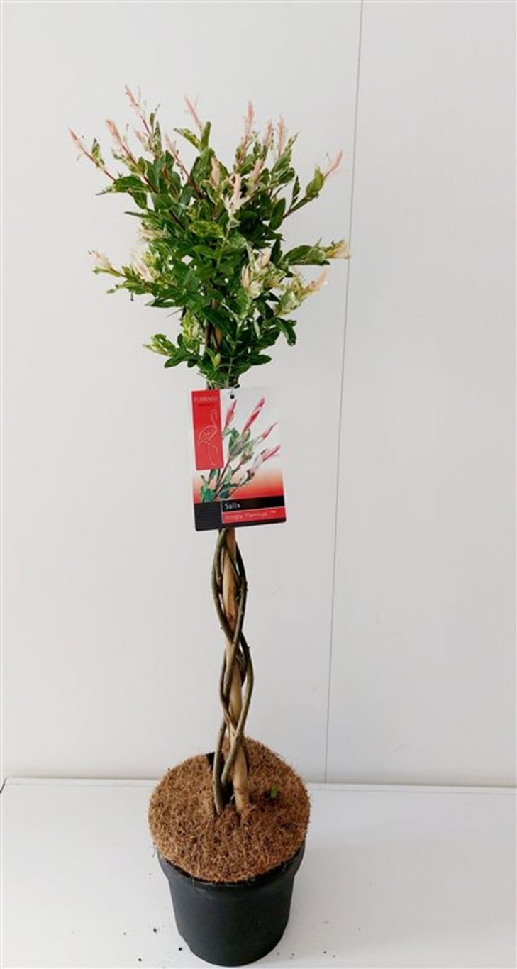 Salix integra 'Flamingo' - C3 50 CM stam gevlochten